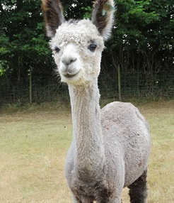 Grey alpaca on our South Wales farm in the UK