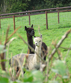 One brown and one grey alpaca on our South Wales farm in the UK